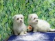 Chiots bichon maltais