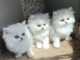 Nos chatons Persan pure race