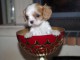 A donner bébé chiot Cavalier King Charles Femelle