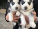 A donner contre bon soins Chiots Husky sibérien