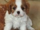 Adorables Chiots Cavaliers King Charles