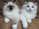 Mignon chatons Ragdoll