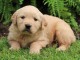 adorable chiots golden retrieve