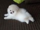 Donne chiot spitz nain blanc