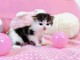 Chatons Scottish Fold