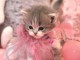 Chatons Scottish Fold