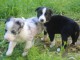 Chiots Border Collie Adorables