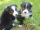 Chiots Border Collie j offre