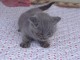 Chaton Scottish Fold disponible