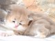 Chaton British Shorthair et Longhair