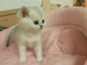 Chatons British Shorthair et Longhair a donner