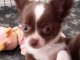 Chiot Chihuahua Disponible urgent