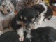 Chiots Colley à poil long