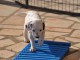 Chiot Dalmatien cadeau