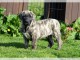 Chiot Dogo Canario adorable