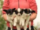 Chiots Epagneul nain Continental (Papillon)