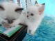 Chatons Ragdoll tres adorable