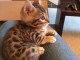 Chatons Bengal contre bon soins