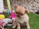 Adorable chiot chihuahua 