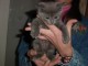 2 Jolis chatons gris en adoption