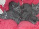 2 adorables chatons gris en adoption