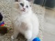 Disponible de suite Chatons Ragdolls