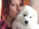 Disponible de suite Chiots Samoyède