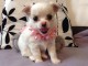 A donner magnifique chiot femelle type chihuahua non lof