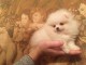 Disponible de suite Chiots Spitz Nain Poméranien