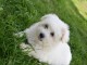 Chiot Coton de Tulear 