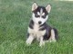 Chiots husky siberien pour bonne maman