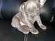 Chiots bouledogue Francais Blue pour bonne maison