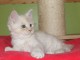 Chaton Maine Coon adorable