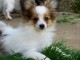 Chiot Epagneul nain Continental (Papillon)