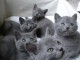 Chaton Chartreux A Donner