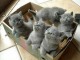 Chaton Chartreux A Donner