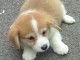 Chiots Welsh Corgi Pembroke