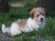 Chiots Coton de Tulear