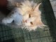 Chaton Maine Coon adorable