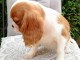 Chiots Cavalier King Charles Spaniel