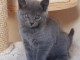 Chatons Chartreux age de 3 mois