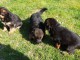 Chiots Berger allemand