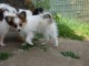 Chiot Epagneul nain Continental (Papillon)