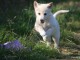 CHIOTS CANAAN DOG adorables