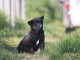 CHIOTS CANAAN DOG adorables