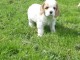 Chiots American Cocker Spaniel