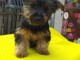 Chiots Australian Silky Terrier