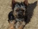 Chiots Australian Silky Terrier