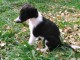 Chiots Barzoi de 3 mois