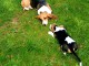 Chiots Basset artesien normand